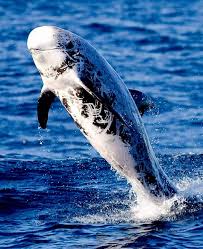 Image result for Grampus griseus