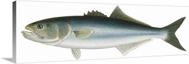 Image result for Pomatomus saltatrix