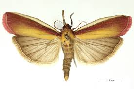 Attēlu rezultāti vaicājumam “Oncocera semirubella”