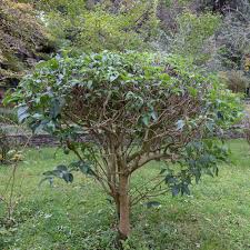 Attēlu rezultāti vaicājumam “Syringa vulgaris fruit”