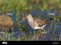 Image result for Calidris melanotos