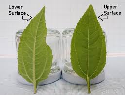 Attēlu rezultāti vaicājumam “Helianthus tuberosus leaf”