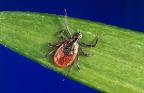 Female adult of <b>Ixodes</b>
