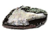 Attēlu rezultāti vaicājumam “Sidera lenis”