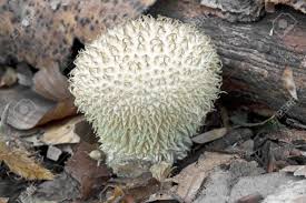 Attēlu rezultāti vaicājumam “Lycoperdon echinatum”