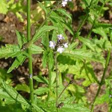 Image result for Verbena officinalis