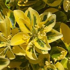 Attēlu rezultāti vaicājumam “Euonymus”