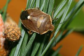 Attēlu rezultāti vaicājumam “Chlorochroa pinicola”
