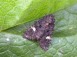 Attēlu rezultāti vaicājumam “Melanchra persicariae imago”