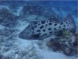 Image result for Epinephelus tukula