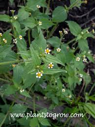 Attēlu rezultāti vaicājumam “Galinsoga quadriradiata flower”