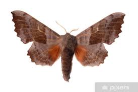 Attēlu rezultāti vaicājumam “Laothoe populi”