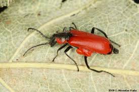 Attēlu rezultāti vaicājumam “Anthocomus rufus”