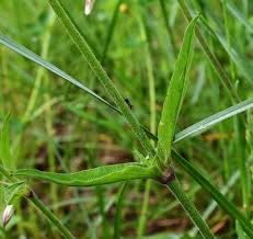 Attēlu rezultāti vaicājumam “Silene nutans”