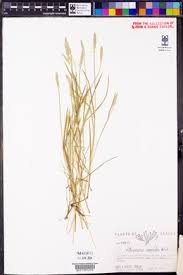 Attēlu rezultāti vaicājumam “Alopecurus aequalis leaf”