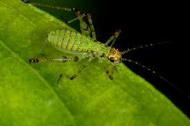 Attēlu rezultāti vaicājumam “Phaneroptera falcata”