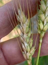 Attēlu rezultāti vaicājumam “Triticum aestivum”