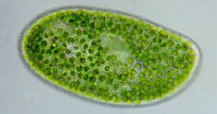 Attēlu rezultāti vaicājumam “Chaenotheca chlorella”