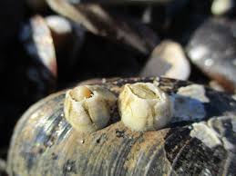 Attēlu rezultāti vaicājumam “Balanus improvisus”