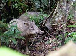 Attēlu rezultāti vaicājumam “Sus scrofa”