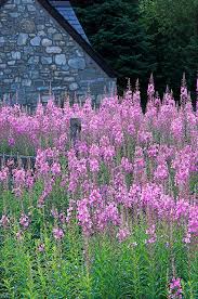 Image result for Epilobium angustifolium