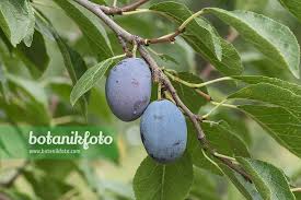 Attēlu rezultāti vaicājumam “Prunus (plum-tree) fruit”