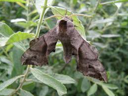 Attēlu rezultāti vaicājumam “Smerinthus ocellata”