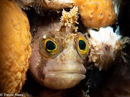 Image result for Chelsea & Fulham Sub-Aqua Club