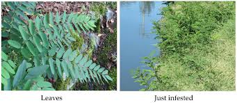 Attēlu rezultāti vaicājumam “Robinia pseudoacacia”