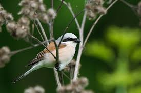 Attēlu rezultāti vaicājumam “Lanius collurio”