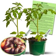 Afbeeldingsresultaat voor cherokee purple tomato
