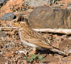 Image result for Calandrella rufescens