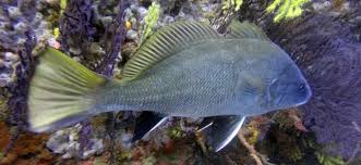 Image result for Sciaena umbra