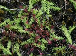 Attēlu rezultāti vaicājumam “Lycopodiella inundata”