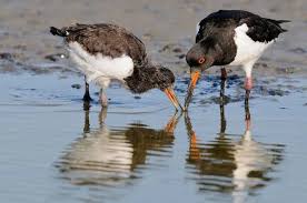 Attēlu rezultāti vaicājumam “Haematopus ostralegus adult”