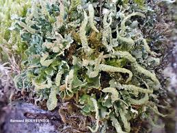 Attēlu rezultāti vaicājumam “Cladonia ochrochlora”