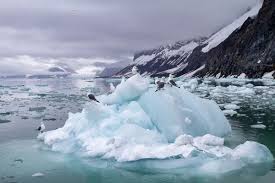 Attēlu rezultāti vaicājumam “Rissa tridactyla adult”