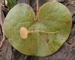 Attēlu rezultāti vaicājumam “Ciboria amentacea”