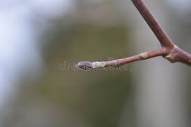 Attēlu rezultāti vaicājumam “Liriodendron tulipifera bud”