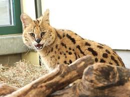 Afbeeldingsresultaat voor katten