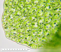Attēlu rezultāti vaicājumam “Calypogeia neesiana”