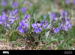 Attēlu rezultāti vaicājumam “Viola rupestris”
