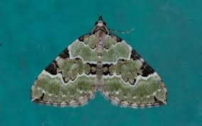 Attēlu rezultāti vaicājumam “Colostygia pectinataria”