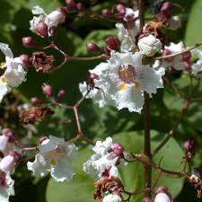 Attēlu rezultāti vaicājumam “Catalpa ovata flower”