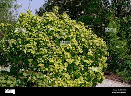 Attēlu rezultāti vaicājumam “Viburnum lantana”