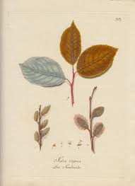 Attēlu rezultāti vaicājumam “Salix caprea leaf”