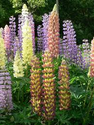 Image result for Lupinen