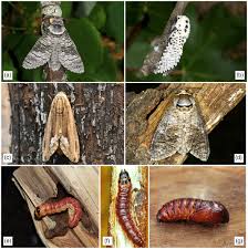 Attēlu rezultāti vaicājumam “Cossus cossus imago”