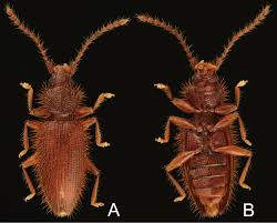 Attēlu rezultāti vaicājumam “Silvanidae”