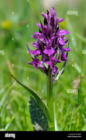 Attēlu rezultāti vaicājumam “Dactylorhiza cruenta flower”